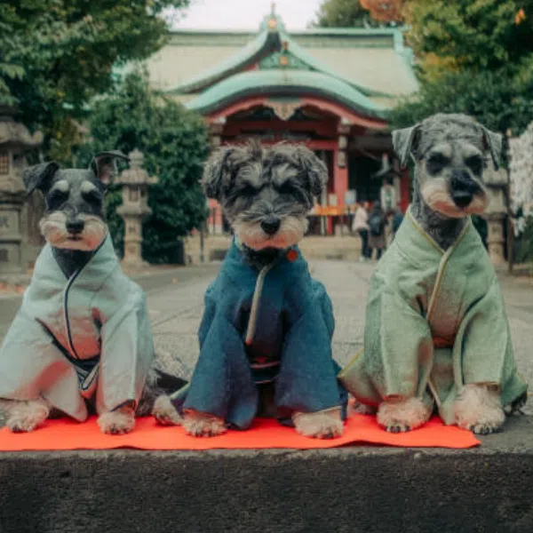 A traditional Japanese festival is being adapted for poodles and Pomeranians, amid a booming pet industry and a dearth of children.