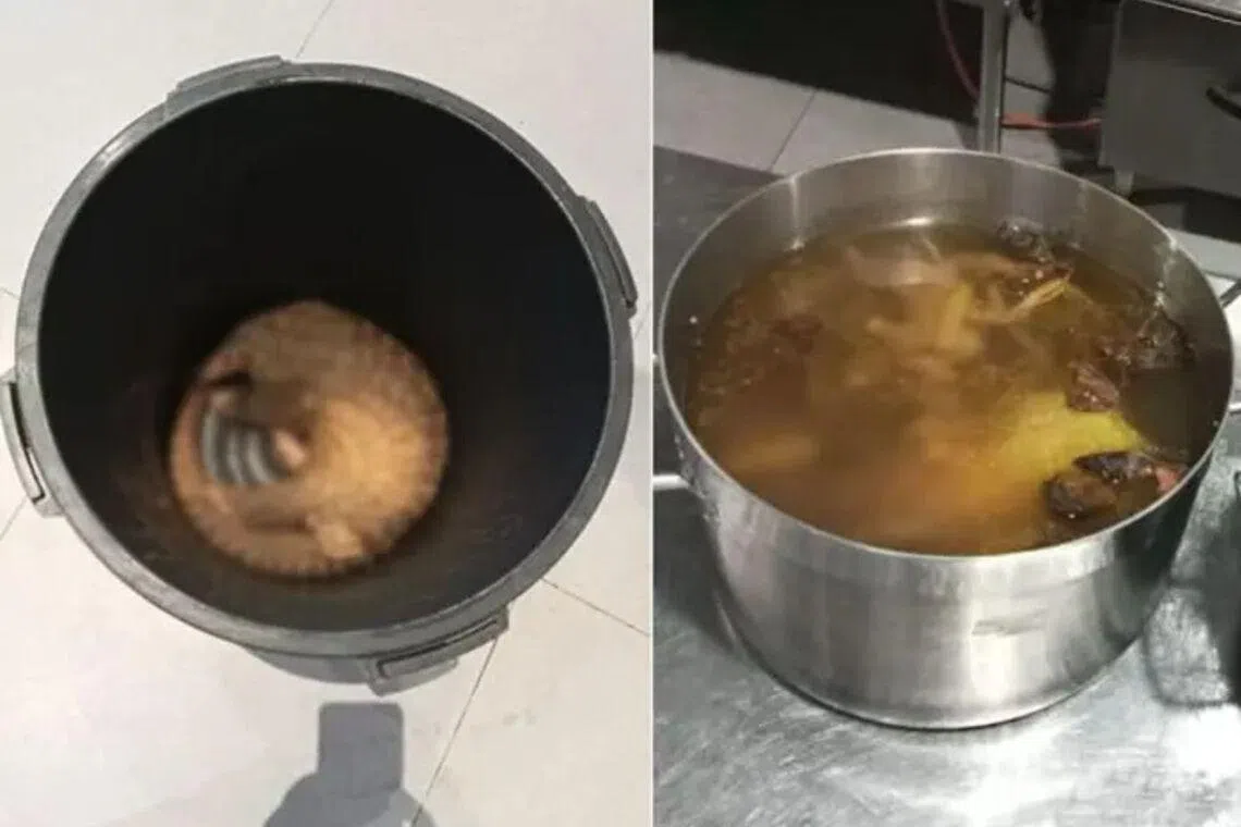 Sabah Wildlife Department officials found a live pangolin and several pots containing cooked pangolin in herbal soup during a raid.