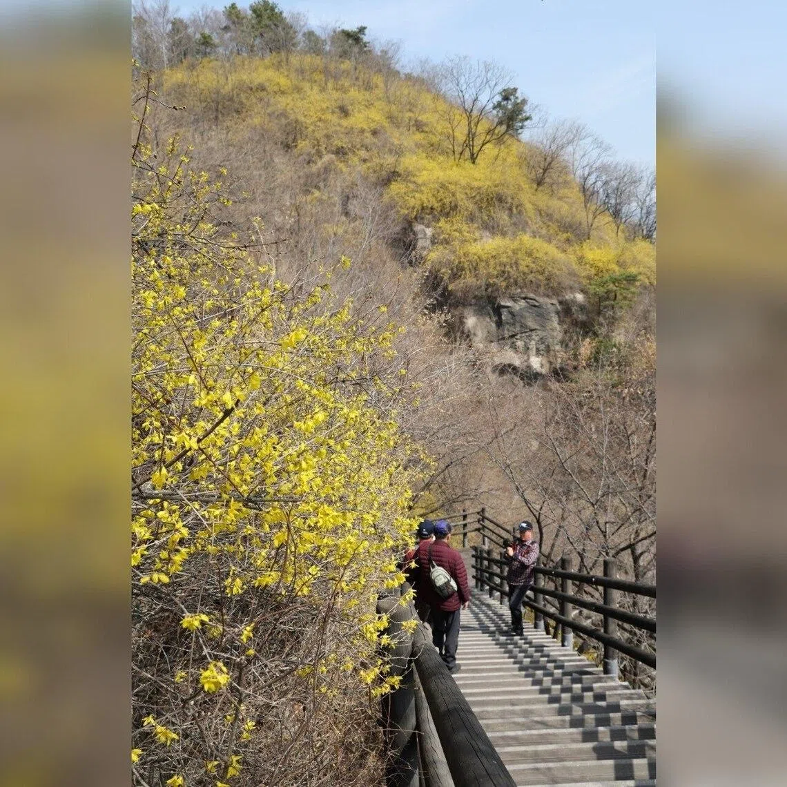 Visitors hike Mount Eungbong, where forsythia blossoms, the Korean symbol of spring, are in full bloom on March 23.