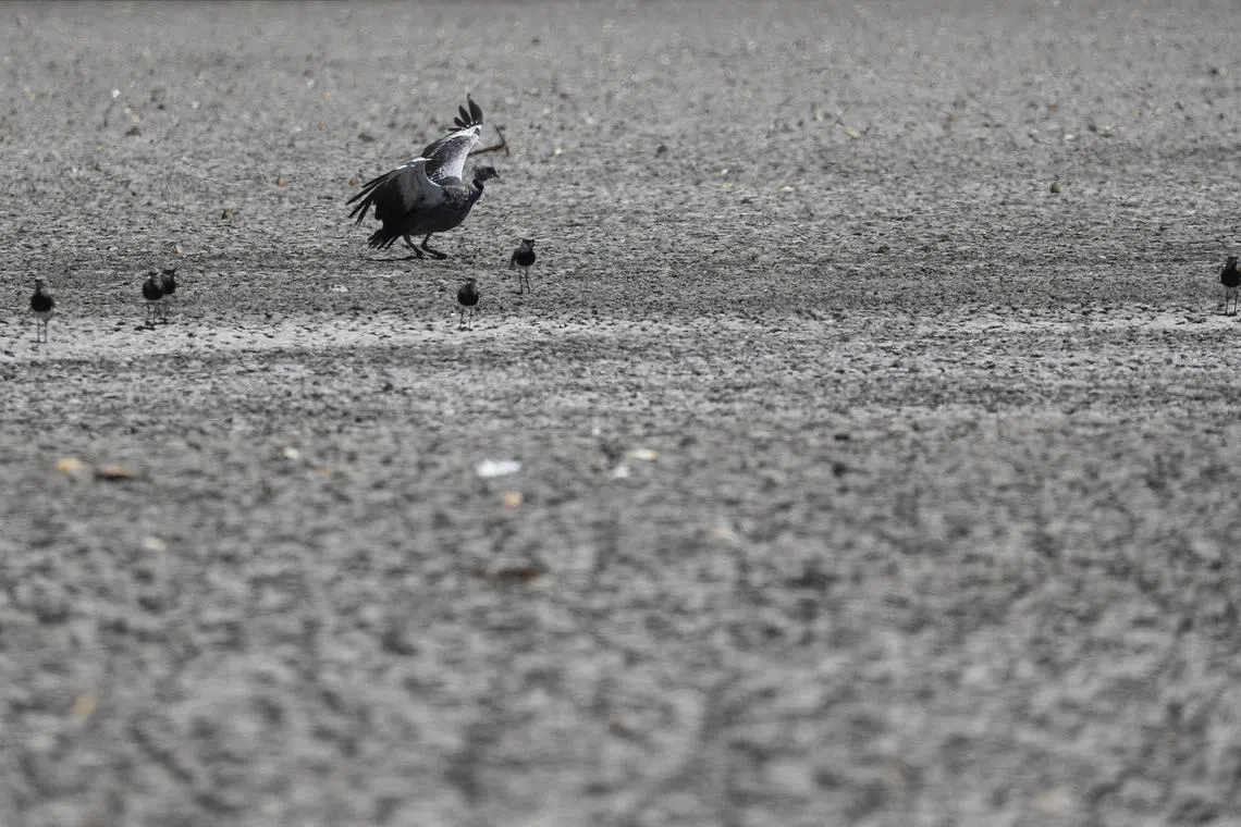 A chaja opens its wings near teros standing in the Navarro lagoon, which dried up due to the climate phenomenon La Nina, in Navarro, in Buenos Aires province, Argentina December 5, 2022. REUTERS/Agustin Marcarian/File Photo