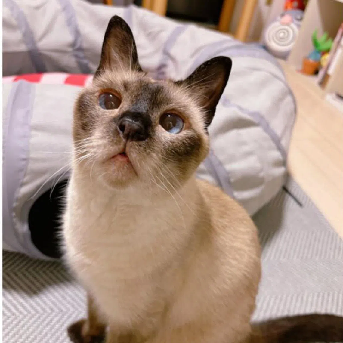 Azuki-San was a Japanese cat that inspired her owner to create a popular character named after her.