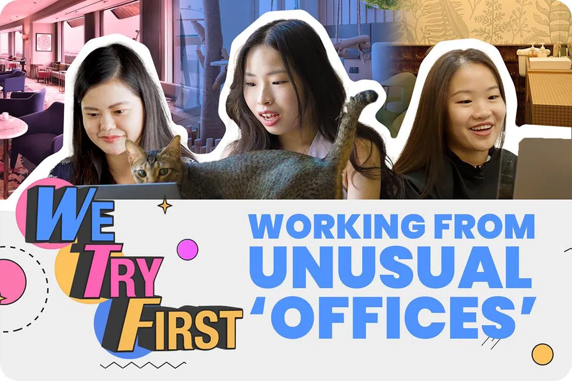 pawtf15 - We Try First