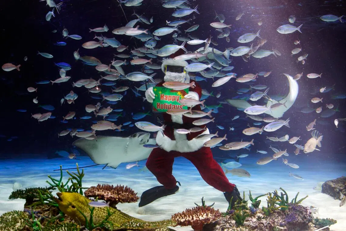 epa12561232 A diver wearing a Santa Claus costume swims with fish at Sunshine Aquarium during an annual preparation for the upcoming Christmas special events in Tokyo, Japan, 01 December 2025. The special Christmas performance will be presented to the public until 25 December 2025.  EPA/FRANCK ROBICHON