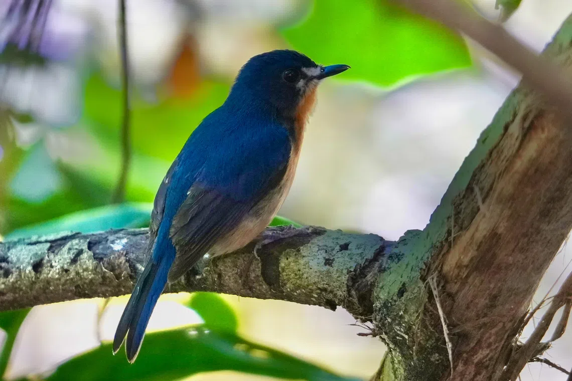 A mangrove blue flycatcher (Cyornis rufigastra) spotted near Sungei Api Api in Pasir Ris at 11.56am on Oct 2.