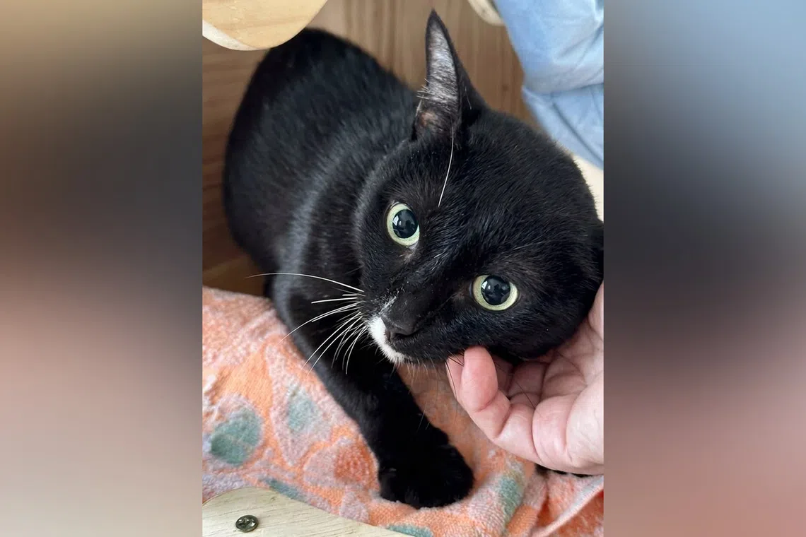 Carl is a two-year-old domestic shorthair tuxedo cat looking for a forever home.