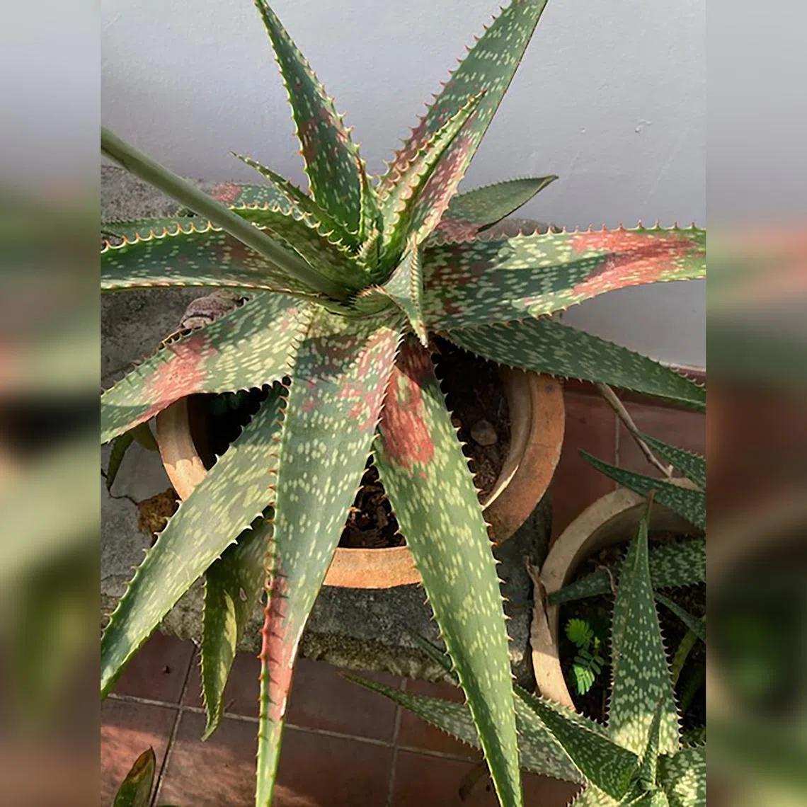 The red patches indicate an injury, such as one from chemical sprays or sunburn.