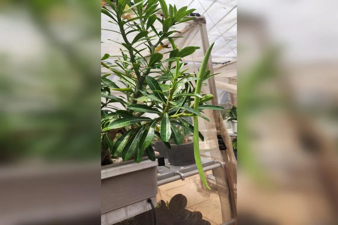 Cover this desert rose plant with a bag to catch the seeds when the fruit matures.