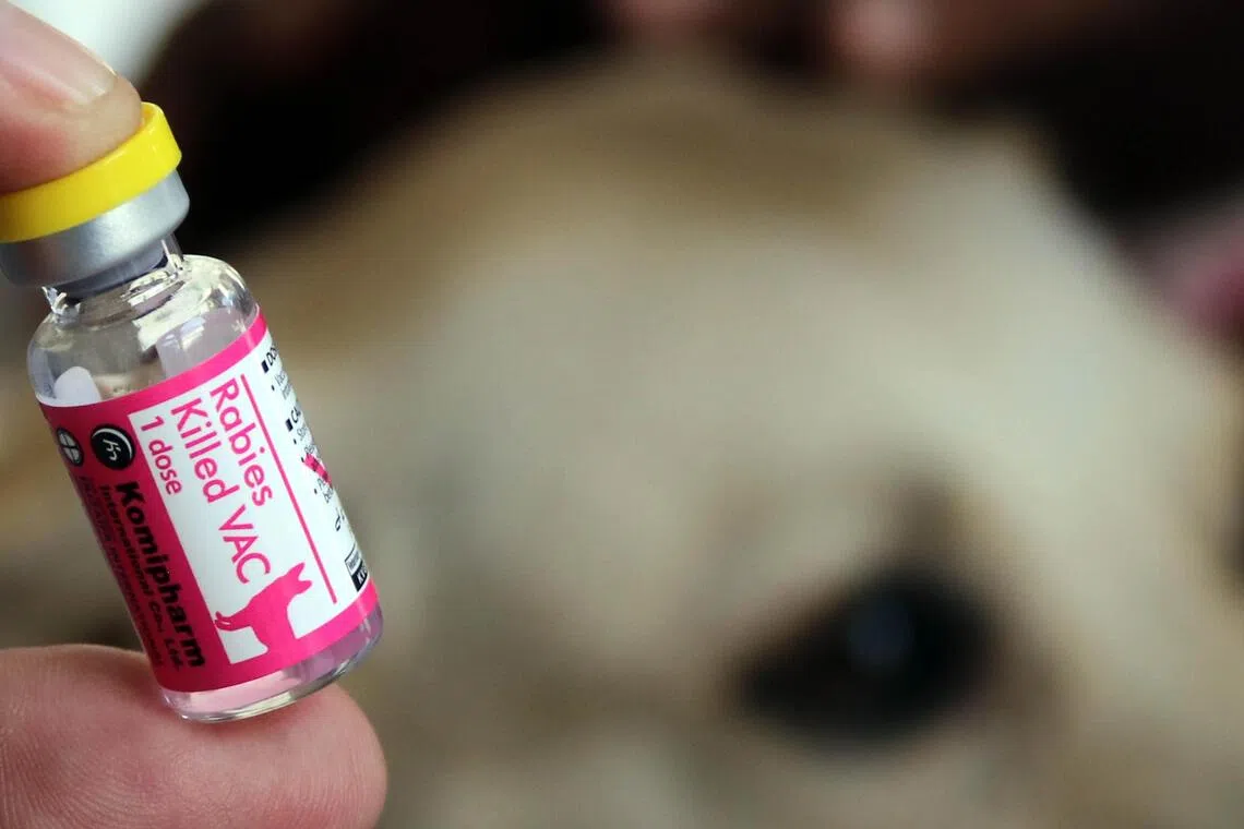 18 dogs tested for rabies in Kedah after man bitten near Thai border