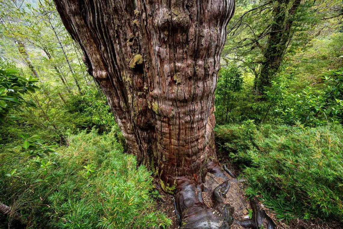 Detail of the "Alerce Milenario" at the Alerce Costero National Park in Valdivia, Chile, taken on April 10, 2023. - In a forest in southern Chile, protected from fires and logging that decimated the species, a giant alerce tree has survived for thousands of years. Scientists see in its trunk a valuable record of how life adapts to the changes on the planet. The 'Great Grandfather' tree, 28 meters tall and four meters in diameter, is in the process of being certified as the oldest on the planet at more than 5,000 years, older than the Methuselah pine of the United States, which was identified as the oldest in the world at 4,850 years. (Photo by MARTIN BERNETTI / AFP)