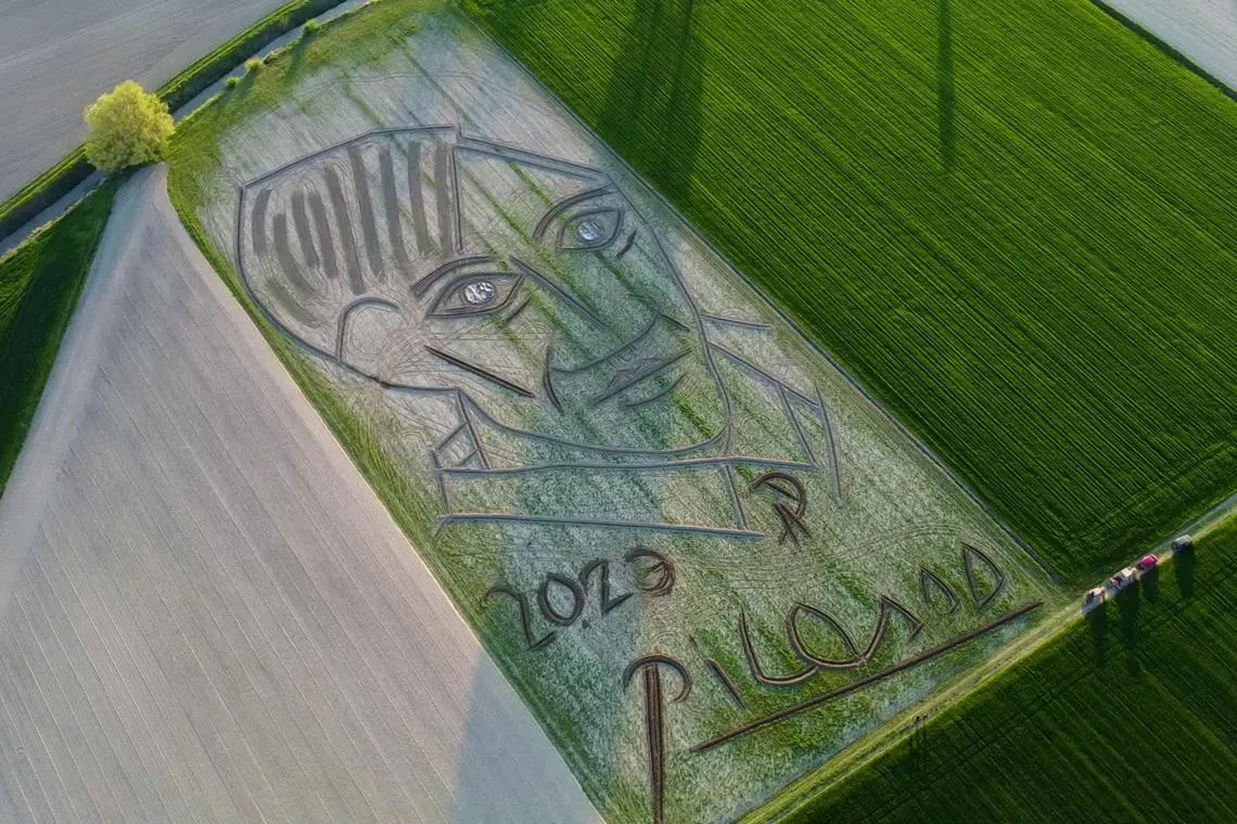 An aerial view of the land artwork made by artist Dario Gambarin, as a homage to Pablo Picasso, in Castagnaro, Italy.
