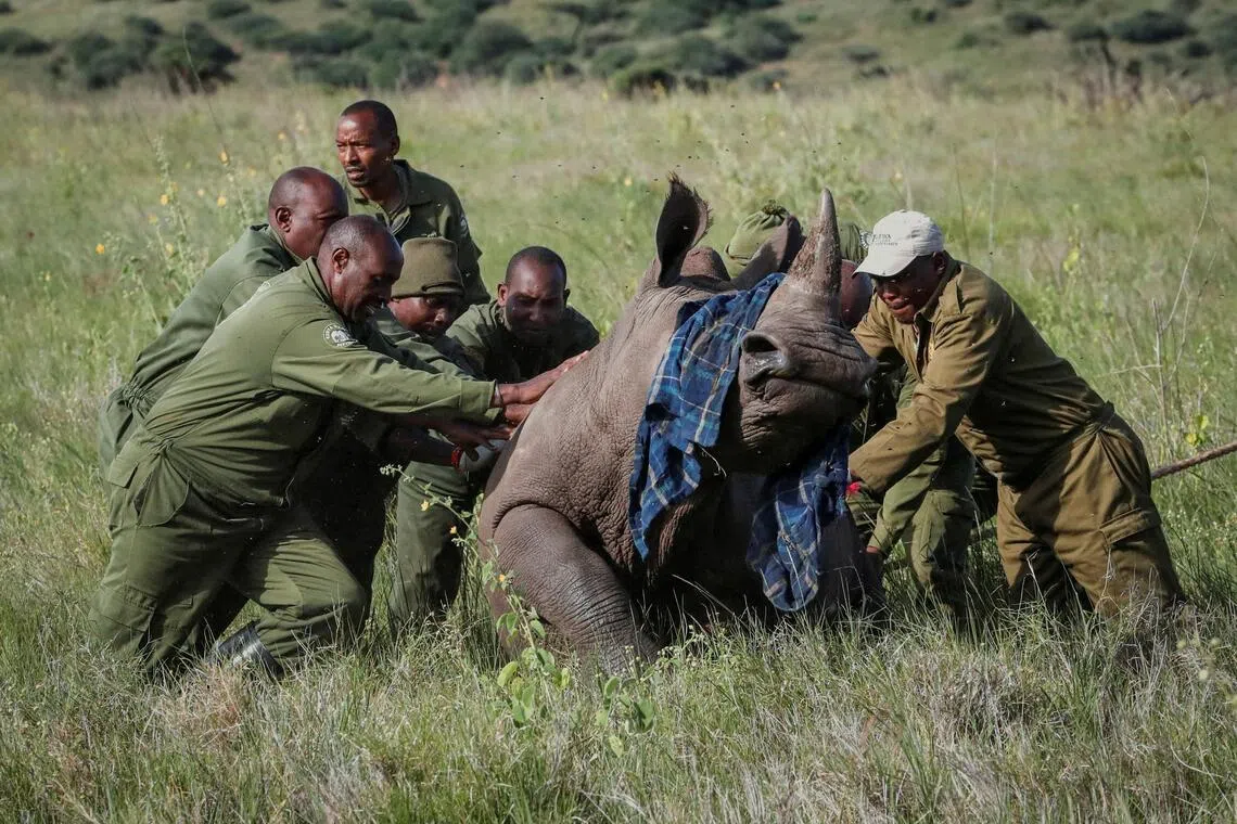 South Africa to permit rhino, elephant hunts after 6-year halt