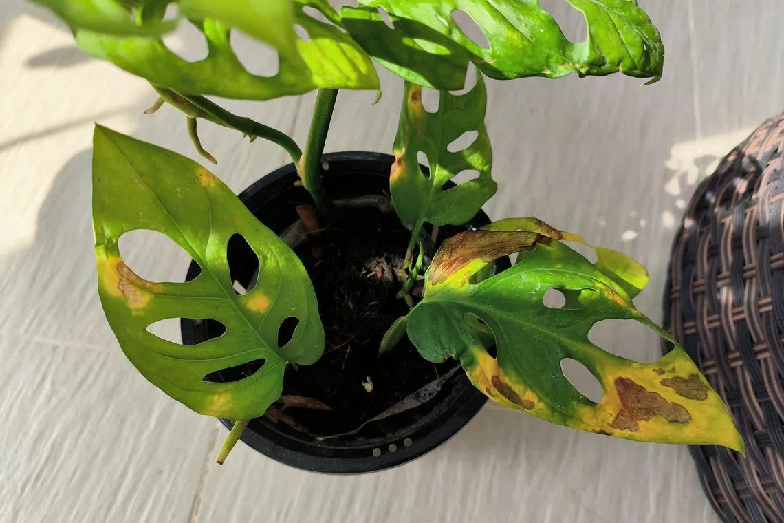 Remove the infected leaves to prevent the disease from spreading.