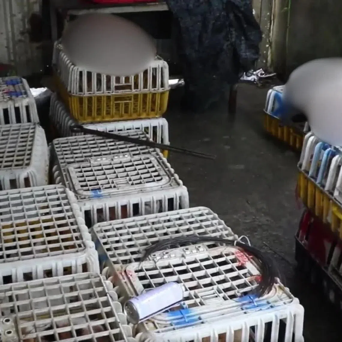 Authorities clawed back more than 400 live cats and 80 dead ones preserved on ice.