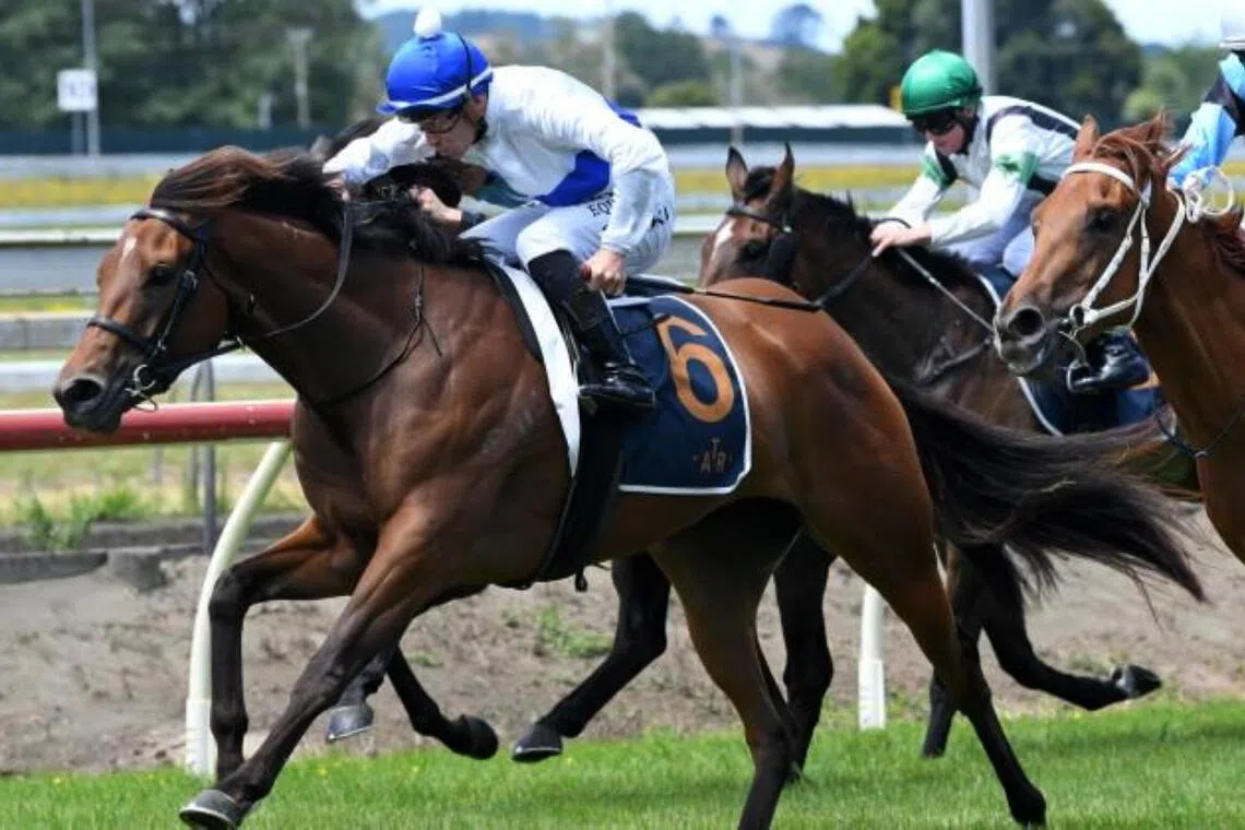 Tajana will contest the Group 1 Al Basti Equiworld Dubai New Zealand Oaks (2,400m) at Ellerslie on Feb 21. 
