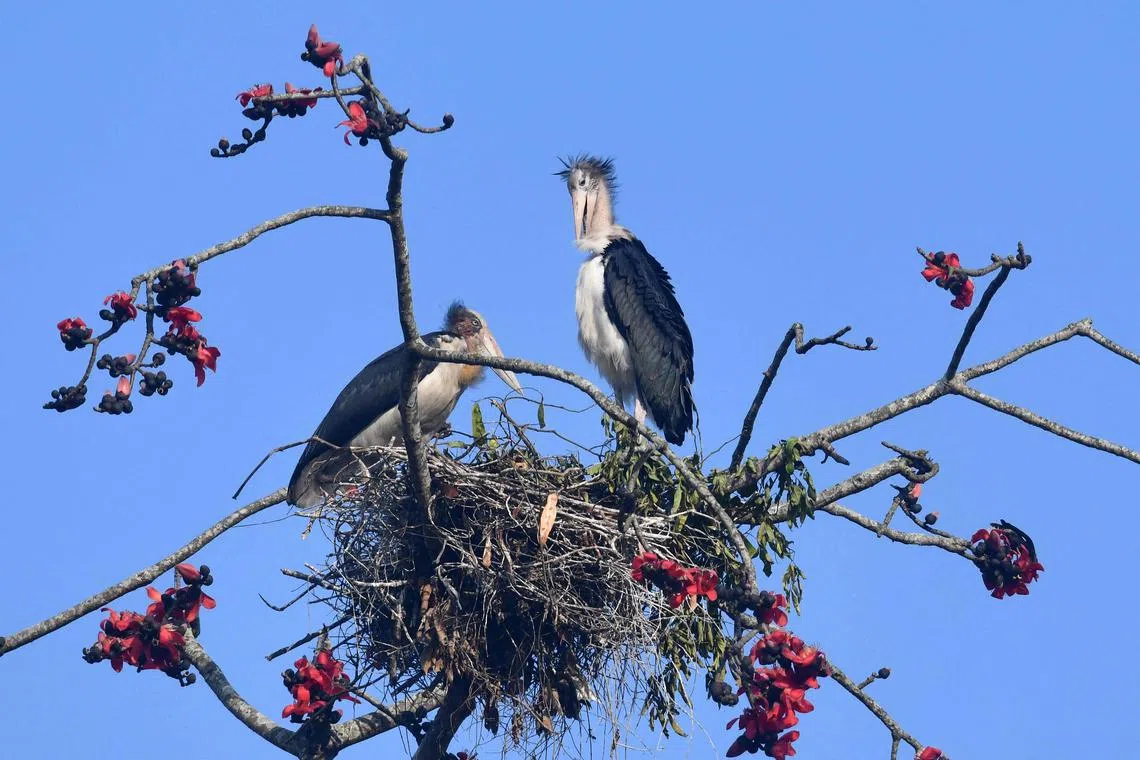 Juvenile lesser adjutant storks sit on its nest on a Bombax tree in Morigaon district of Assam state on February 10, 2024. (Photo by Biju BORO / AFP)