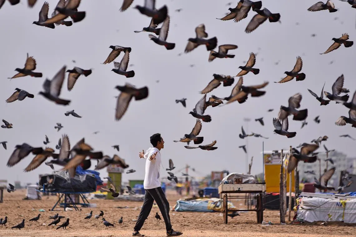 A beachgoer gesturing as a flock of pigeons flies along the shores of the Bay of Bengal in the morning, at Marina Beach, in Chennai, India on 29 October 2023.  