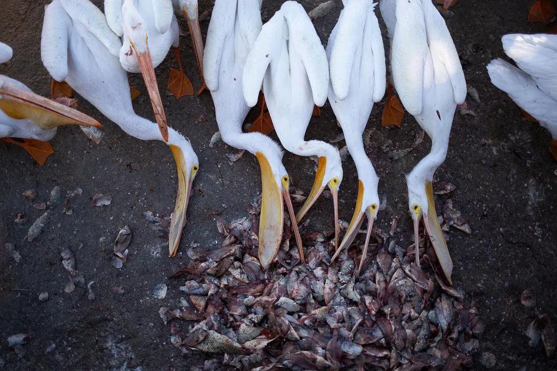 American white pelicans feeding from scraps given by locals and fishermen on the island of Petatan in the municipality of Cojumatlan de Regules, Michoacan state, Mexico on Feb 23, 2024. 