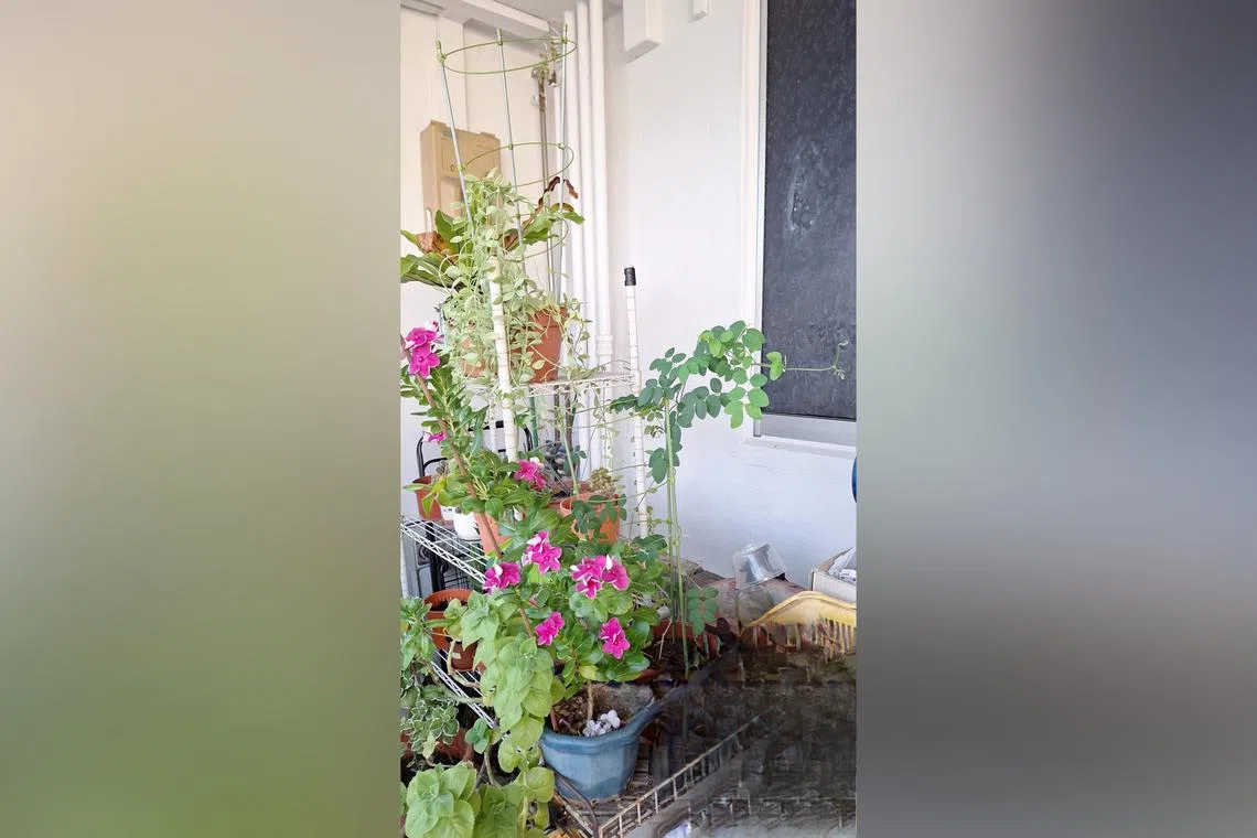 The healthy parts of this plant can be propagated by stem cuttings.