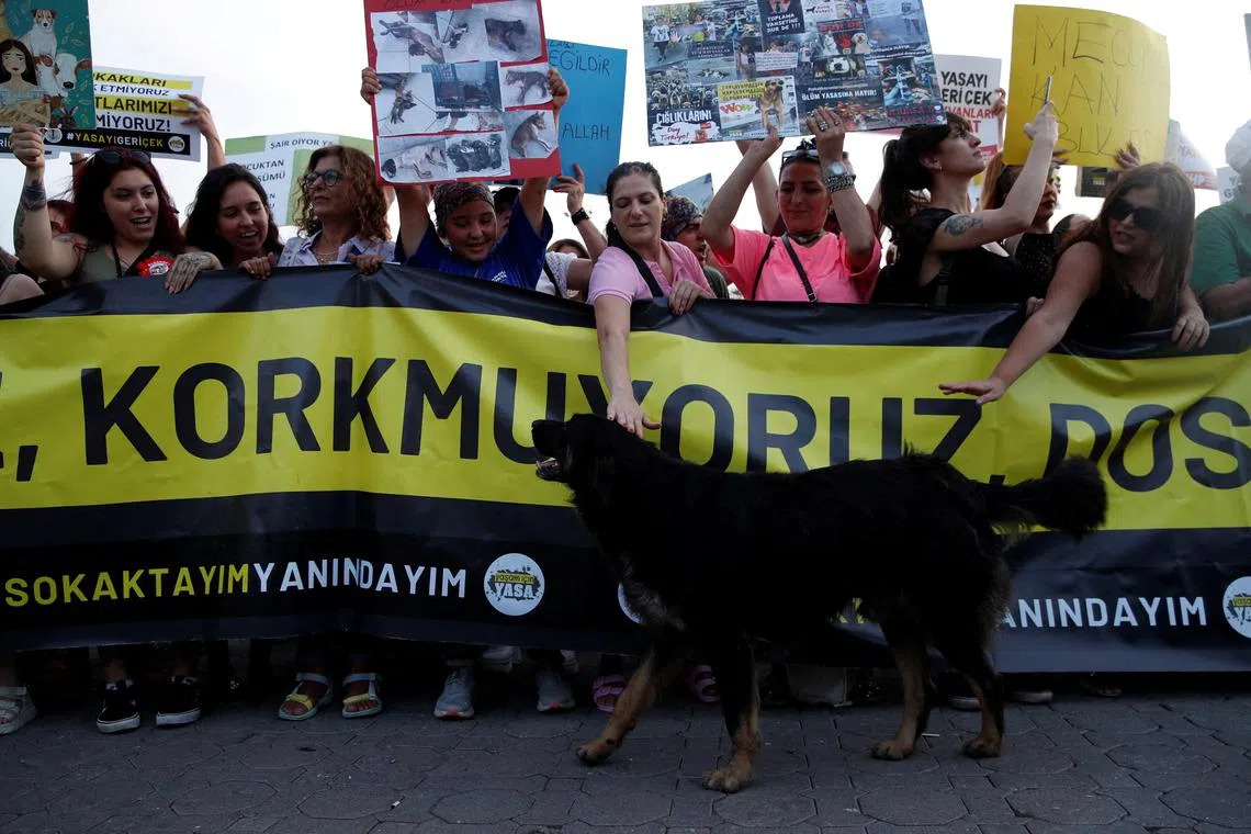 Animal rights activists protesting the bill permitting culling of the million-strong stray dog population in Turkey on July 23, 2024. 