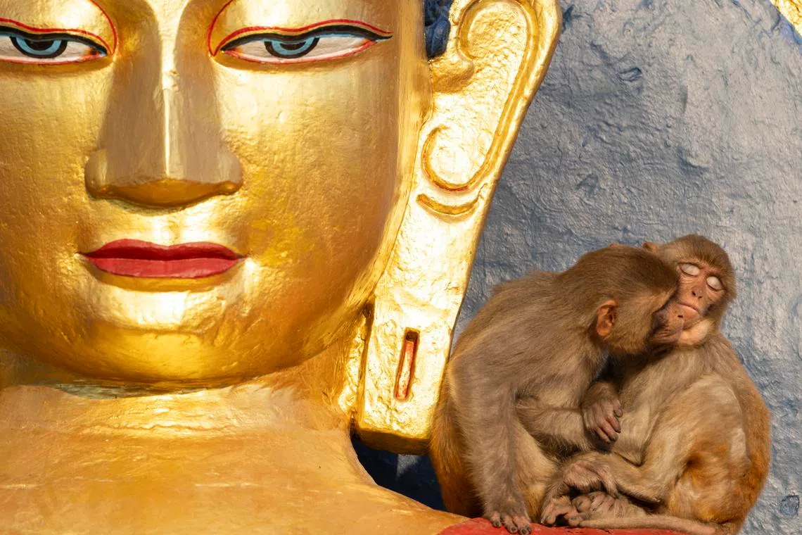 Monkeys sitting on a Buddha statue at the Swayambu Stupa, an ancient religious site atop a hill in Kathmandu, Nepal, on April 7, 2026. 