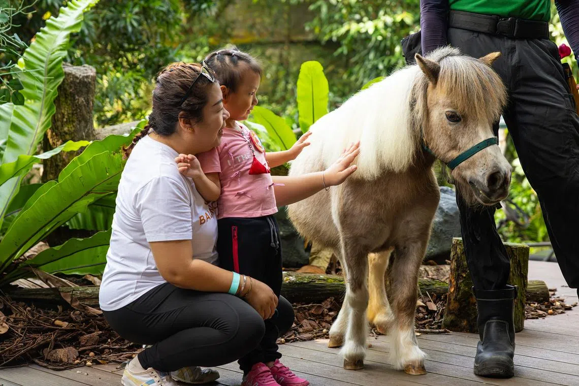 Until April, the zoo’s falabellas will also appear at Breakfast in the Wild on weekends and public holidays.