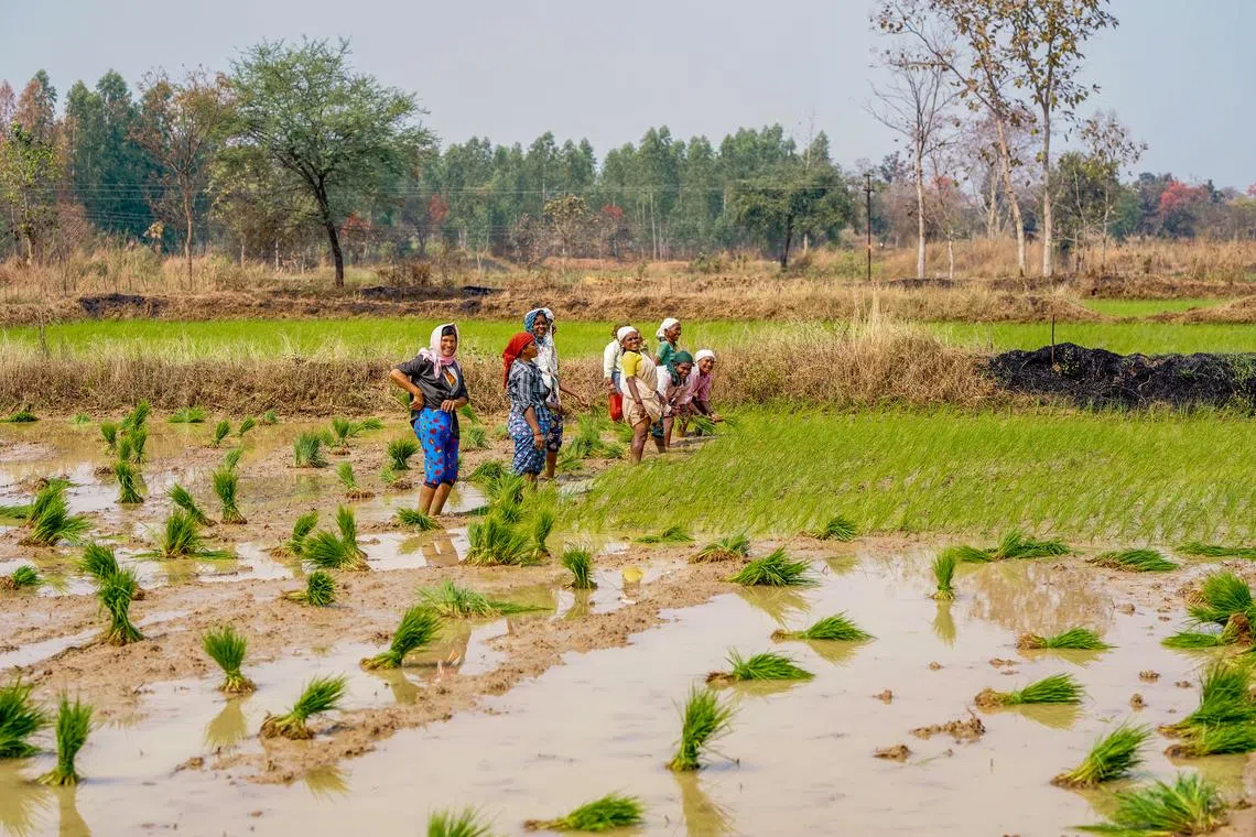 Carbon project developer to trial eco-friendly rice farming in region with EDB grant