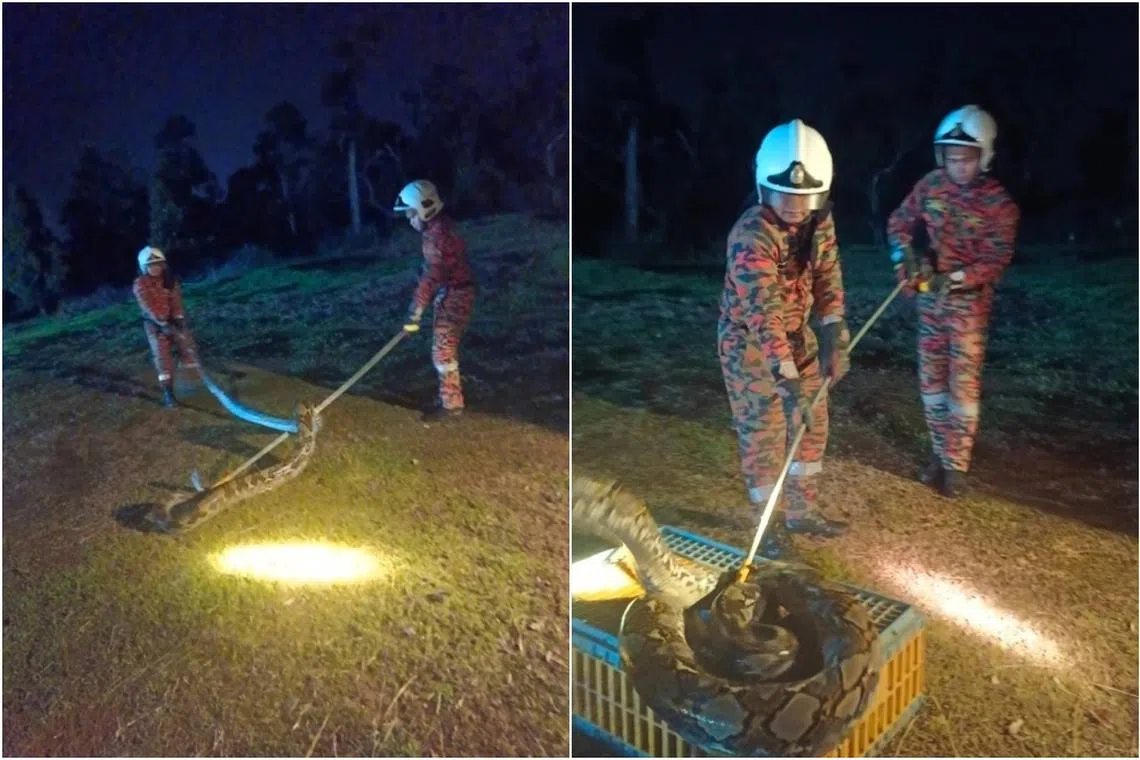 The officials arrived and managed to capture the 5m long reptile weighting 40kg before it managed to eat any of the birds.  