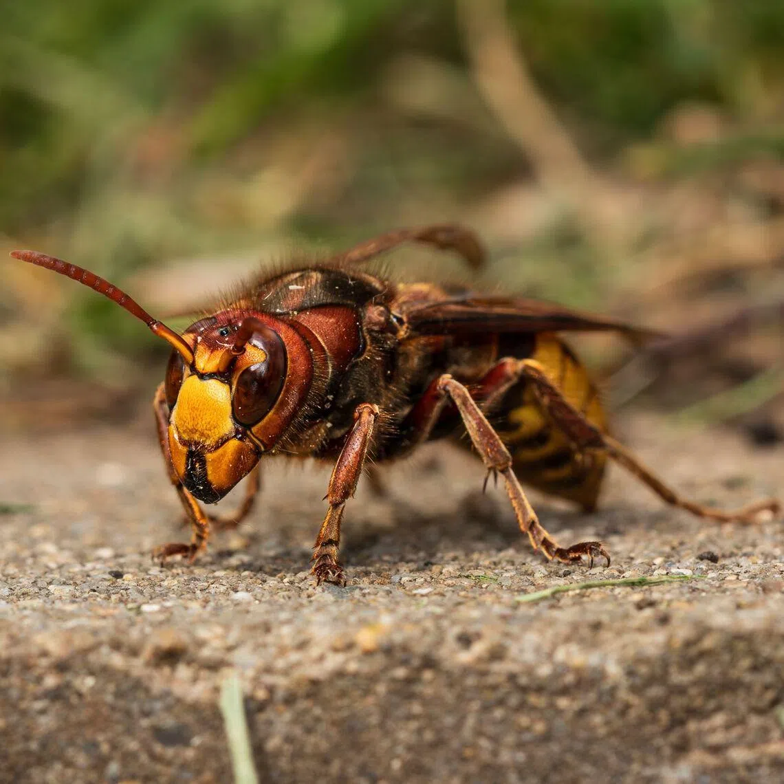 Hornets are highly defensive of their colonies and may launch a mass attack if they perceive a threat.