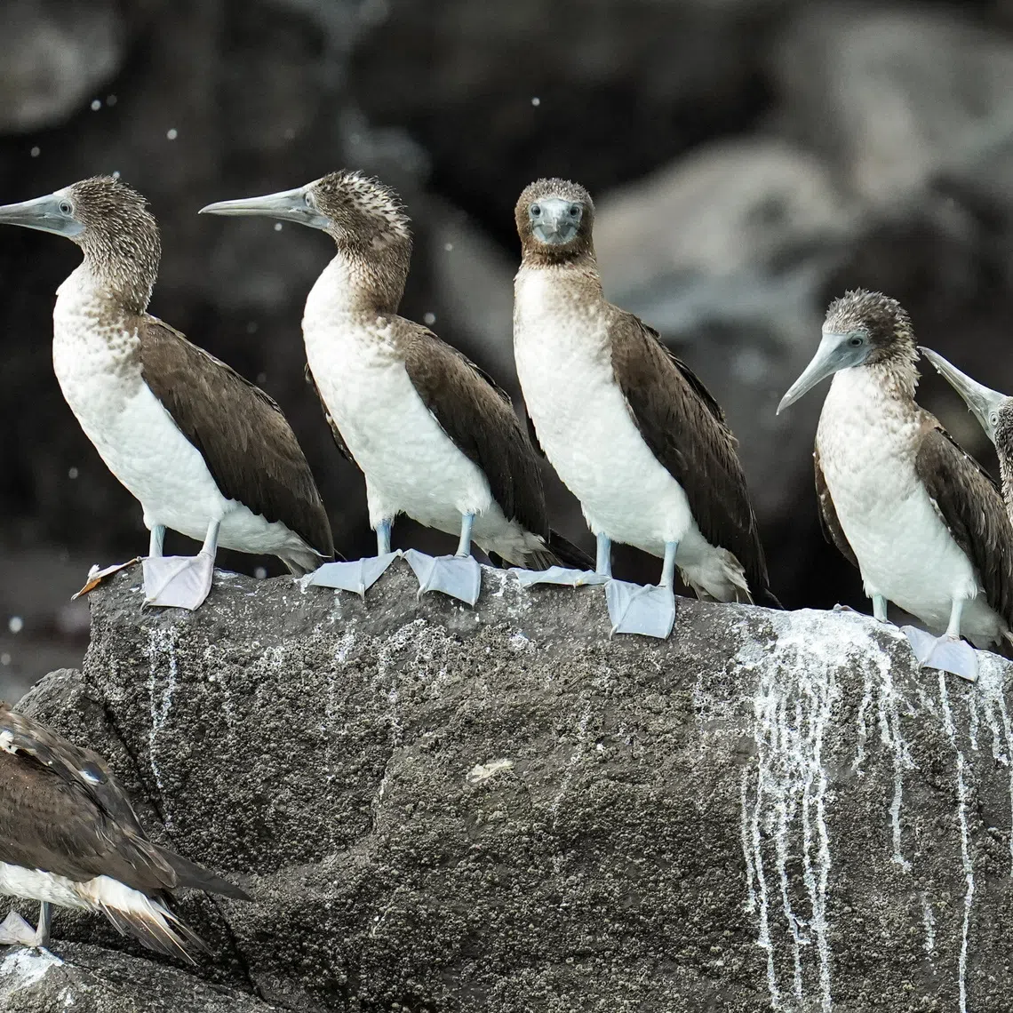 Adult and immature blue-footed boobies (Sula nebouxii) rest on rocks near the entrance to the Panama Canal as seabirds native to the cold, nutrient-rich waters off Peru and Chile appear outside their usual range while El Nino warms the eastern Pacific and disrupts marine food supplies, off the coast of Panama City, Panama, August 5, 2026. REUTERS/Enea Lebrun