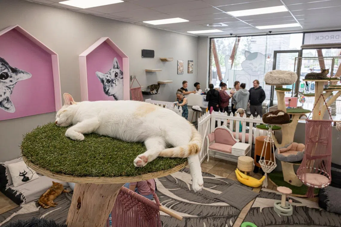 Consider skipping a session at an exotic animal cafe, and instead support businesses that prioritise animal welfare. 