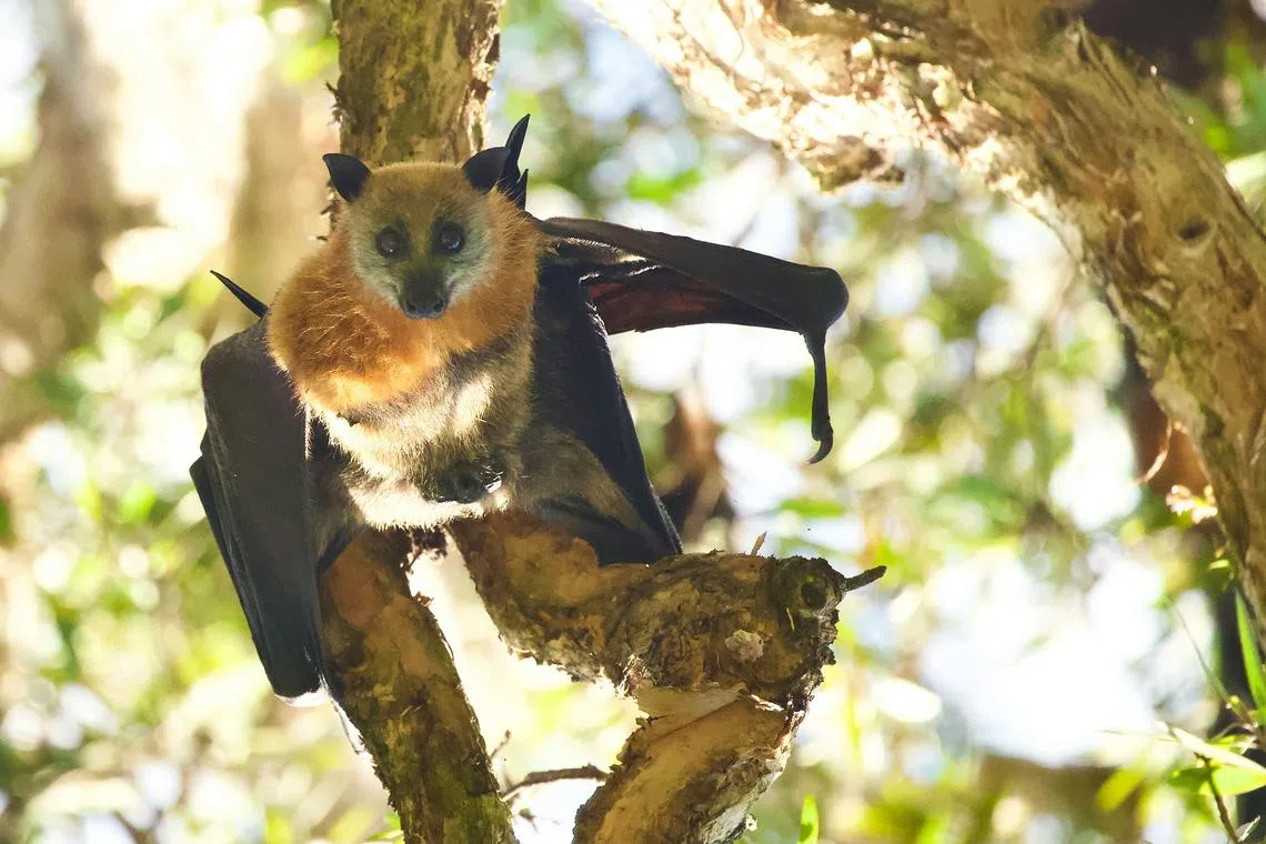 There were only three previous cases of human infection by Australian bat lyssavirus since it was first identified in 1996 – all of them fatal.