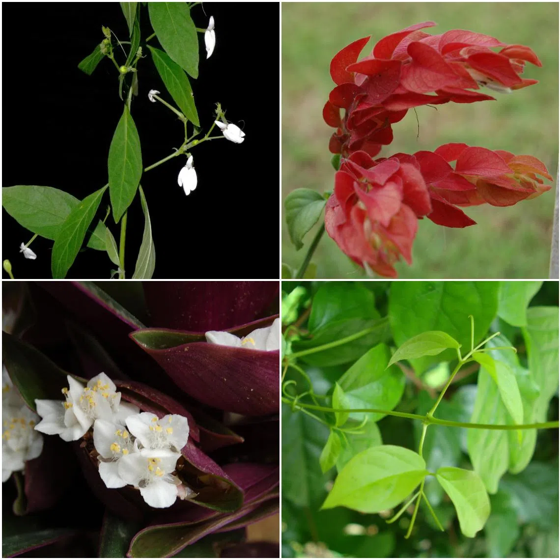 (Clockwise from top left) White Crane Flower, Shrimp Plant, Butterfly Ginger Plant, Elephant Ear Fig, The Cat's Claw, and Oyster Plant.