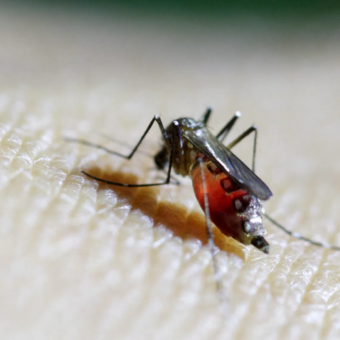 Environmental conditions such as high temperatures make it less favourable for the mosquitoes to be active, said Professor Park Hyeon-cheol.