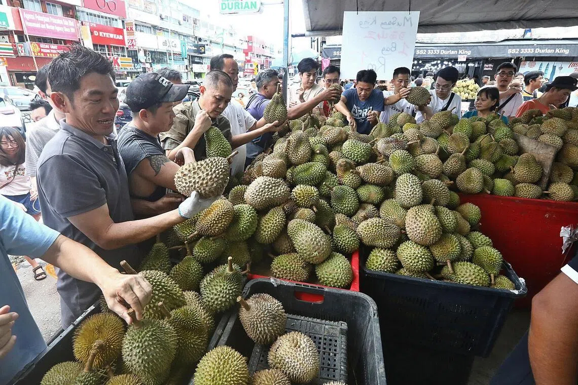 Durian windfall in Malaysia to last a season