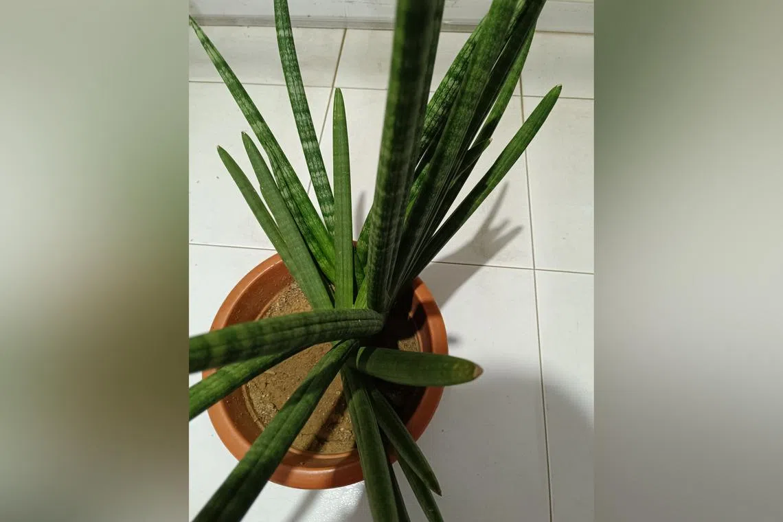 This plant thrives in sunny spots, as the high light levels will produce sturdy and stout leaves.