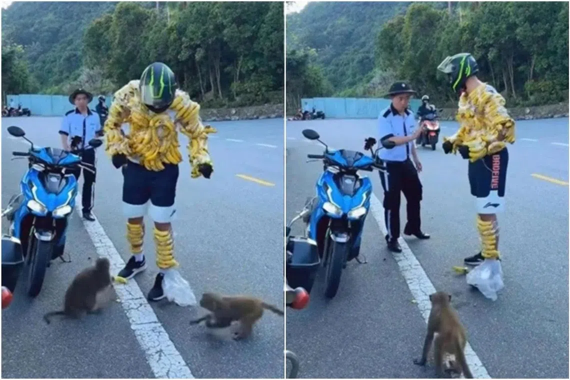 Images and videos circulated online showed a foreign visitor wrapping several ripe bananas around his body.