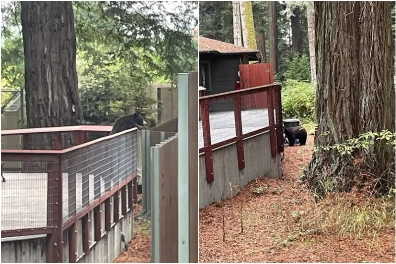 A zoo employee found a wild black bear standing with its nose pressed against the fencing of an enclosure at Sequoia Park Zoo.