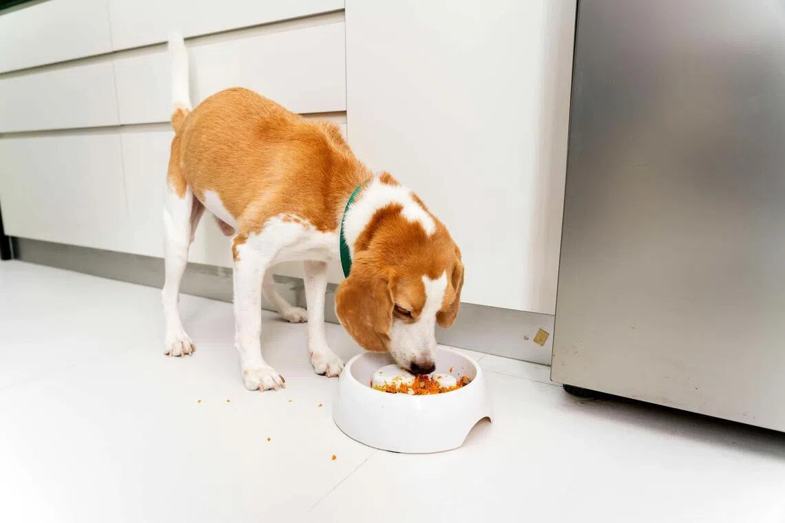 Pet owners should look into the company that manufactures the pet food, such as whether there is peer-reviewed evidence to support its nutritional claims.