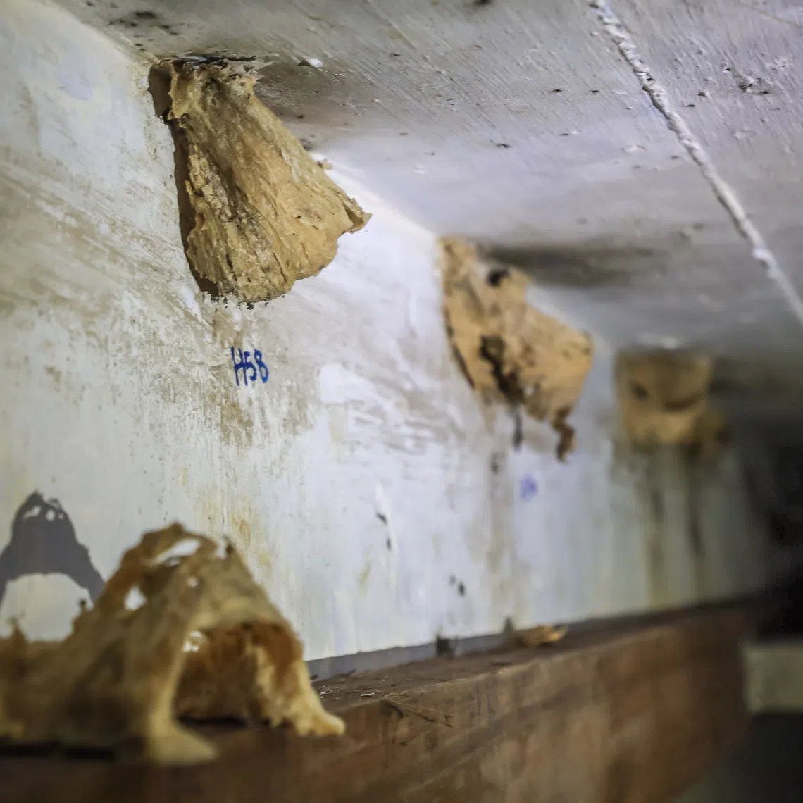 Unlike farms that lure swiftlets for their nests, the British bunker’s colonisation began entirely by the birds’ design.