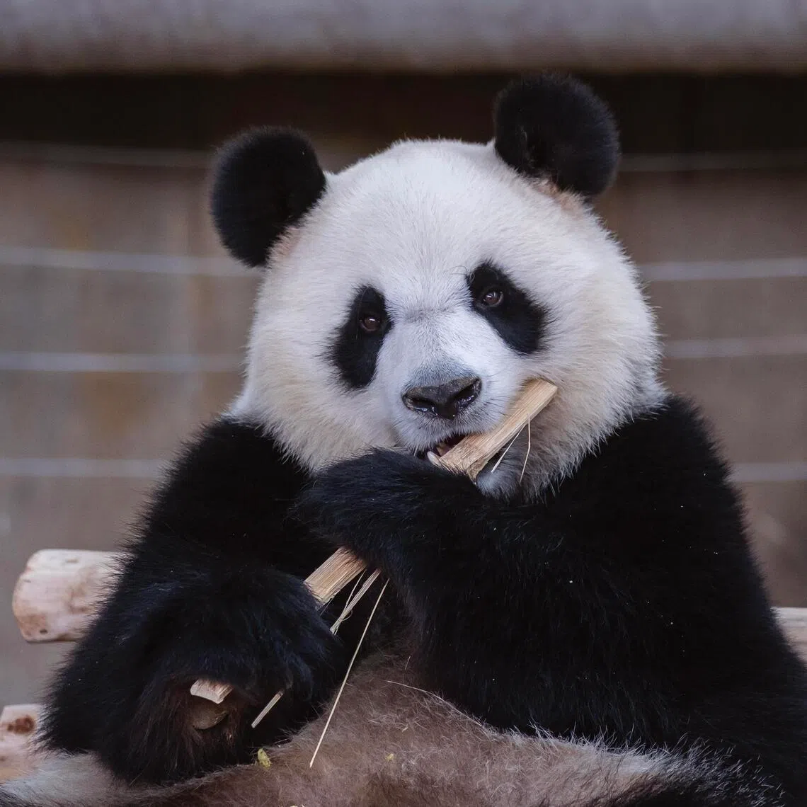 Zoo Negara's Giant Panda Conservation Centre with its star residents Chen Xing and Xiao Yue was officially opened to the public on Jan 10.