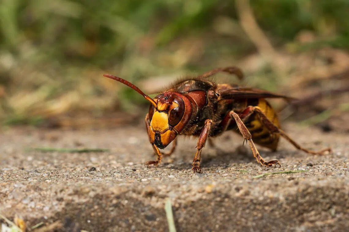 Hornets are highly defensive of their colonies and may launch a mass attack if they perceive a threat.