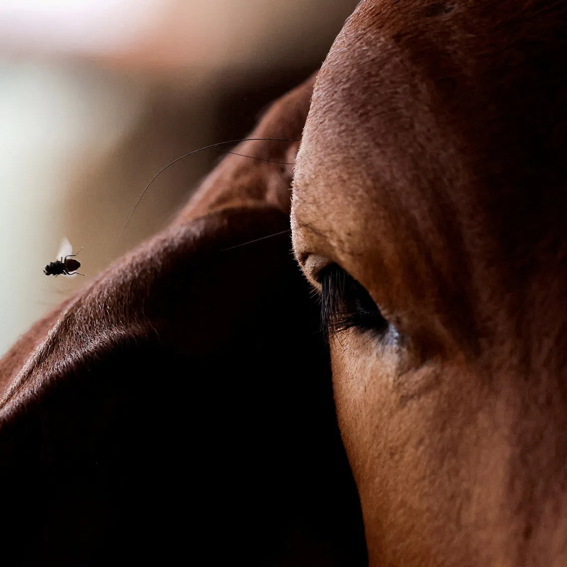 FILE PHOTO: A fly circles a cow at a cattle ranch in Tuxtla Gutierrez, Chiapas, Mexico, July 3, 2025. Mexican authorities and ranchers are working to control the spread of New World screwworm, a flesh-eating parasite. REUTERS/Daniel Becerril/File Photo