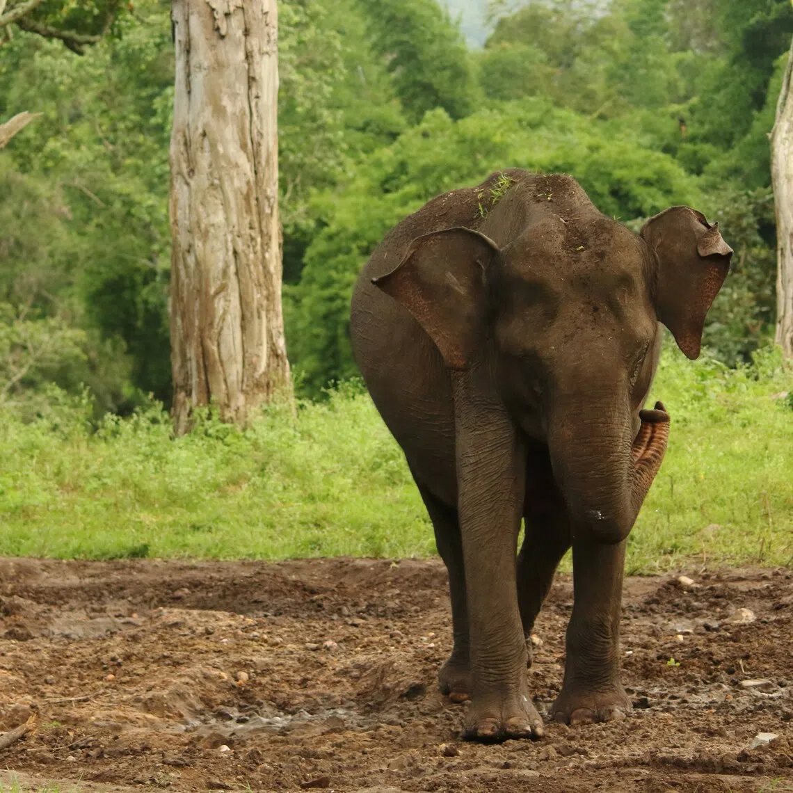 The Supreme Court has directed states to prevent the blockage of elephant corridors – routes used by herds to move between rapidly shrinking habitats.