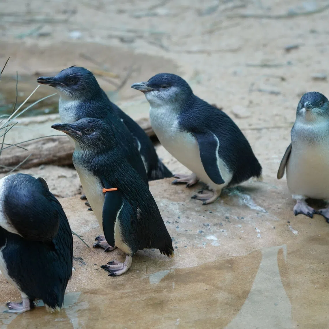 The rollout of vaccinations for more than 5,000 of the popular animal is due to begin on Aug 17.