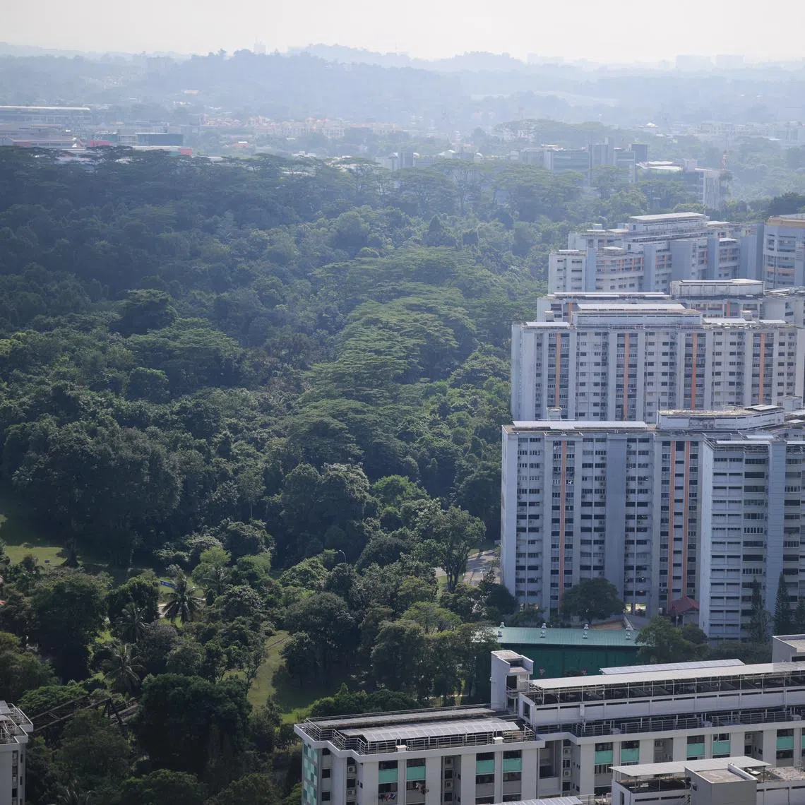 HDB said that about 8ha of the Maju Forest will be retained to “provide refuge for wildlife and facilitate fauna movement”.