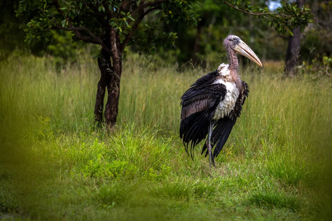 A greater adjutant, stands after being released at Siem Pang Wildlife Sanctuary in Stung Treng Province, Cambodia, October 15, 2025. REUTERS/Roun Ry