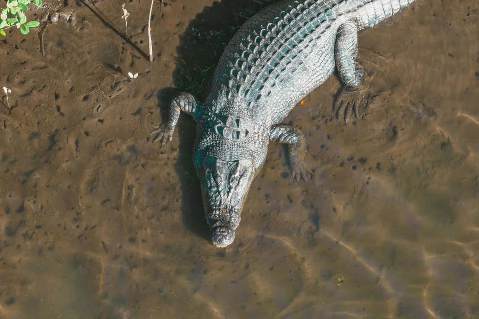 It is unclear how many crocodiles broke free, but at least 23 have been caught so far.