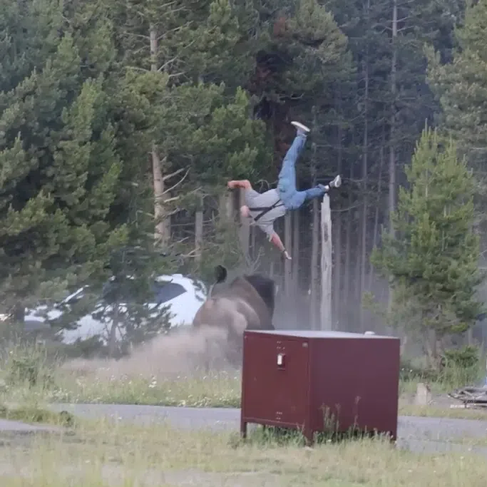 Viral footage of the incident at the Yellowstone National Park shows a bison tossing 65-year-old Carl Isom-McDaniel some 2.4m into the air.