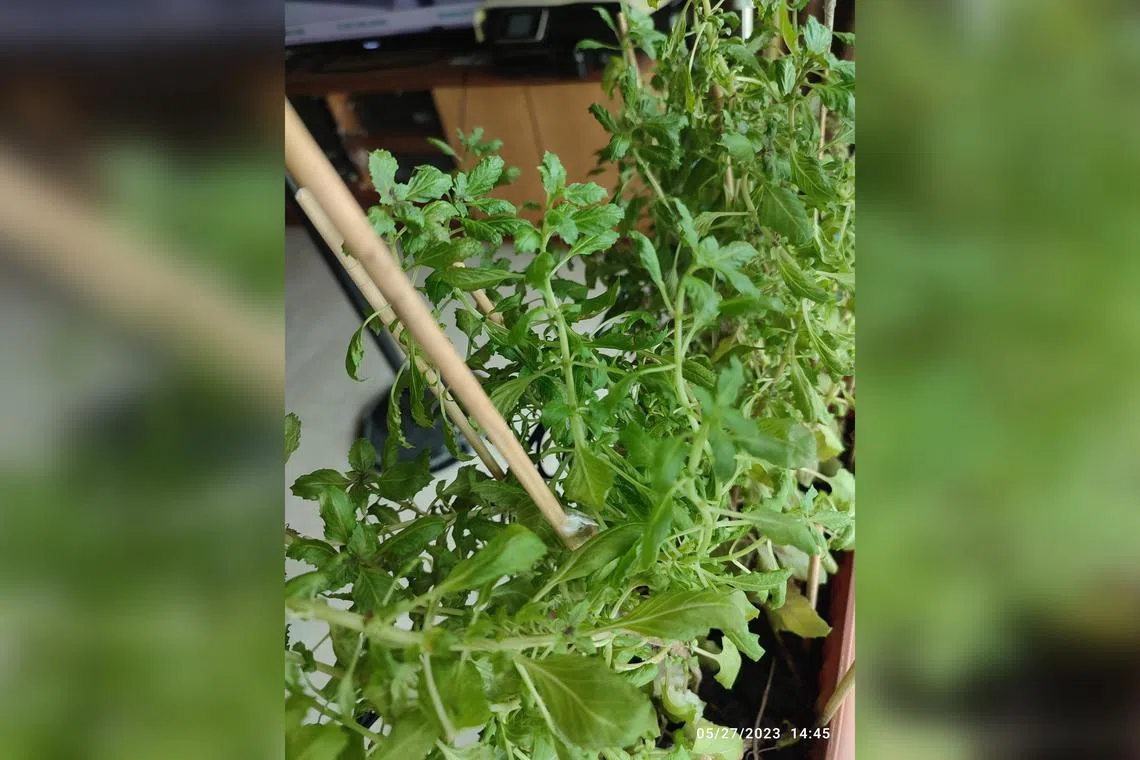 The shape of this plant’s leaves is an indication that it may have been infested with broad mites, which are not visible to the naked eye.