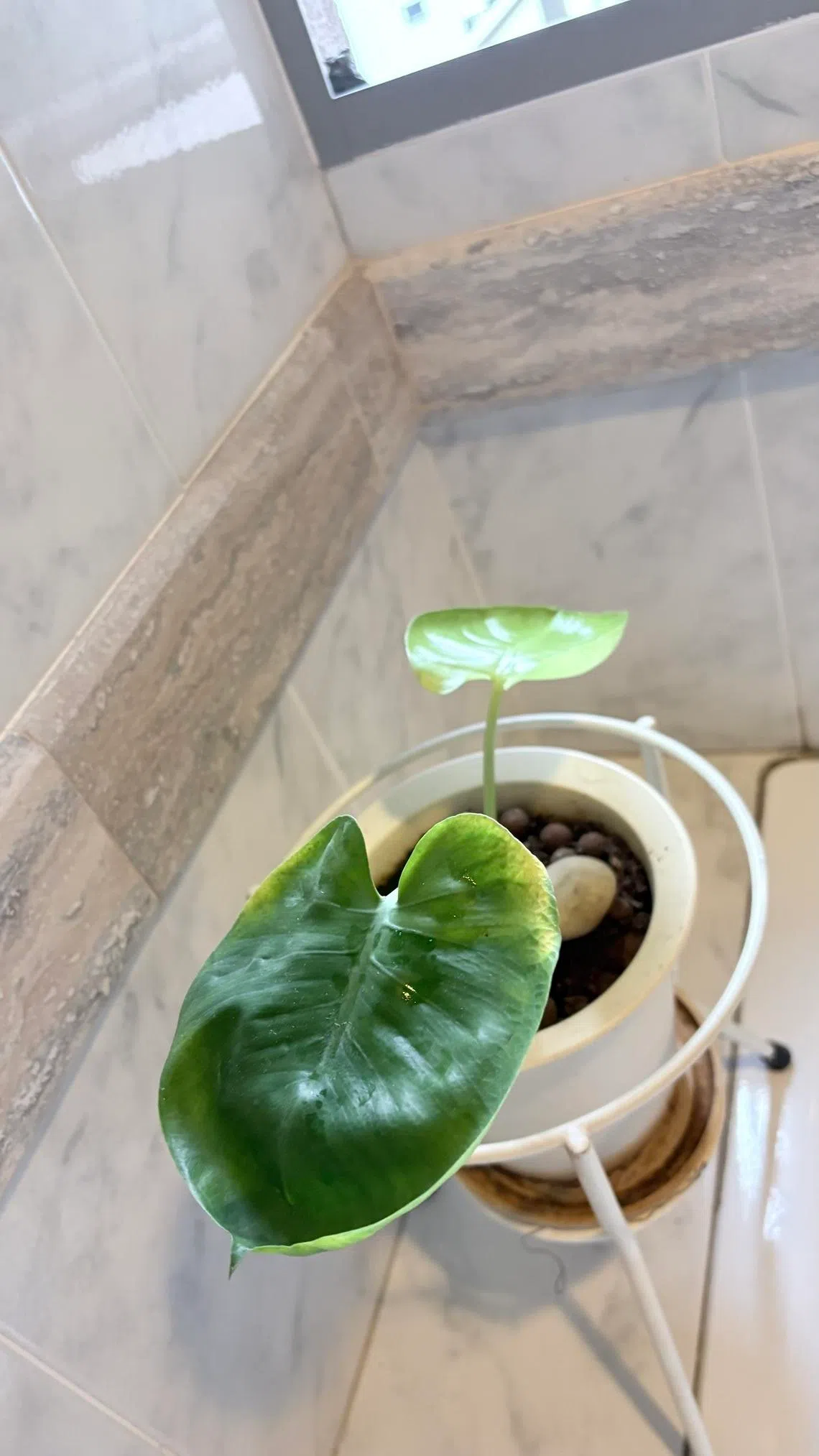 O amarelecimento das bordas das folhas pode ser causado por pés molhados. 